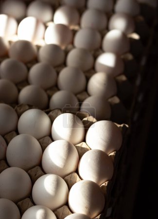 Téléchargez les photos : Vue de dessus des œufs biologiques dans des cartons. Un groupe d'œufs blancs bio bien triés et ensoleillés. - en image libre de droit