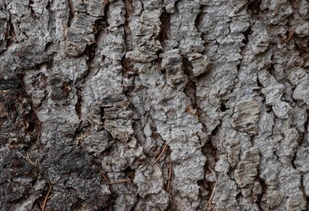 Foto de Fotografía de cerca de la corteza del tronco del árbol. Una idea de fondo de pantalla.Textura. - Imagen libre de derechos