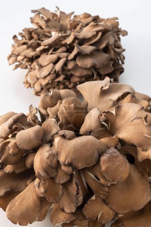 Photo for Fresh, fragrant and delicious maitake mushrooms - Royalty Free Image