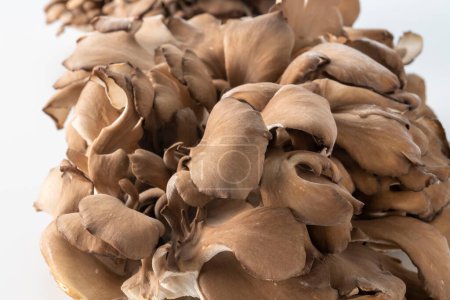 Téléchargez les photos : Fresh, fragrant and delicious maitake mushrooms - en image libre de droit