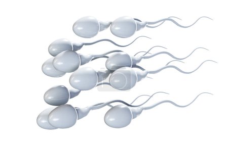 Photo for Male sperm cells floating to ovule in fallopian tube. 3D render - Royalty Free Image