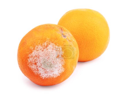 mandarina fresca y dañada aislada sobre fondo blanco
