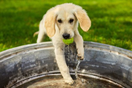 Golden retriever cachorro está jugando con agua y pelota en el patio, meses felices con mascota.