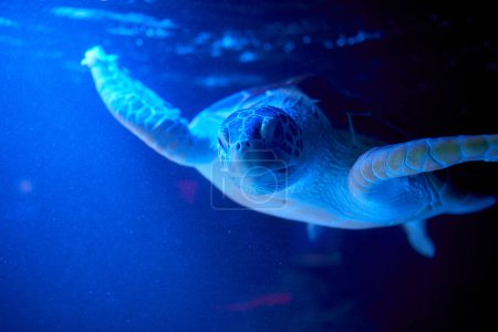Foto de Una tortuga marina tranquila nada majestuosamente a través de las aguas claras e iluminadas de un oceanario, rodeado de un ambiente azul sereno. - Imagen libre de derechos