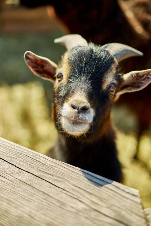 Téléchargez les photos : Une jeune chèvre avec des marques faciales distinctes semble curieuse car elle regarde au-dessus d'une clôture en bois, jetant une ombre vive dans la lumière du soleil. - en image libre de droit
