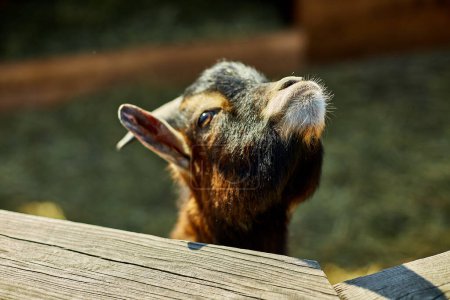 Téléchargez les photos : Une jeune chèvre avec des marques faciales distinctes semble curieuse car elle regarde au-dessus d'une clôture en bois, jetant une ombre vive dans la lumière du soleil. - en image libre de droit