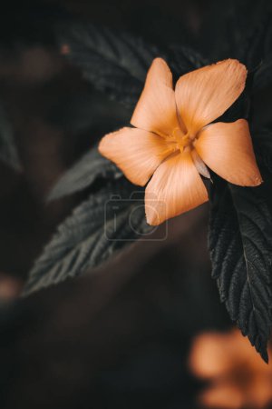 Foto de Hermosa flor de Damiana o Turnera diffusa. Sensación de mal humor oscuro - Imagen libre de derechos