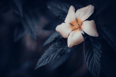 Téléchargez les photos : Belle fleur de Damiana ou diffusa Turnera sur fond noir et blanc - en image libre de droit