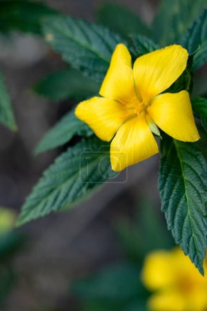 Foto de Las flores de Damiana o Turnera diffusa son hermosas plantas con flores amarillas y se utilizan como hierbas medicinales. - Imagen libre de derechos