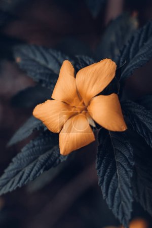 Téléchargez les photos : Belle fleur de Damiana ou diffusa Turnera. Sensation d'humeur sombre - en image libre de droit