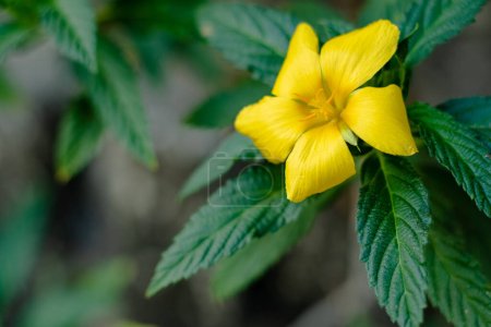 Foto de Las flores de Damiana o Turnera diffusa son hermosas plantas con flores amarillas y se utilizan como hierbas medicinales. - Imagen libre de derechos