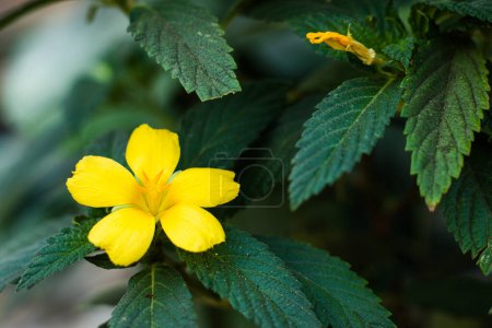 Téléchargez les photos : Les fleurs de Damiana ou Turnera diffusa sont de belles plantes à fleurs jaunes et sont utilisées en phytothérapie. - en image libre de droit