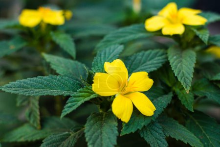 Téléchargez les photos : Les fleurs de Damiana ou Turnera diffusa sont de belles plantes à fleurs jaunes et sont utilisées en phytothérapie. - en image libre de droit