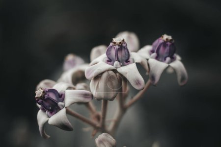 Téléchargez les photos : Calotrope géant ou asclépiade géante - Belles fleurs violettes avec une couronne - en image libre de droit