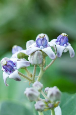 Photo for Giant calotrope or Giant milkweed - Beautiful purple flowers with a crown - Royalty Free Image