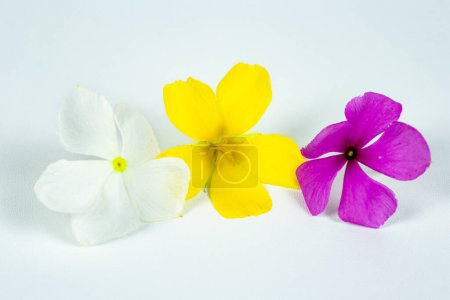 Foto de Flores de Damiana con perifollo blanco y flores de perifollo púrpura - Imagen libre de derechos