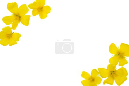 Foto de Flores de Damiana o Turnera diffusa sobre fondo blanco - Imagen libre de derechos