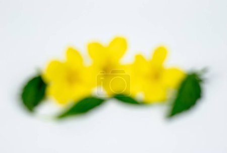 Foto de Fondo de flores borrosa Damiana, hermosas flores amarillas - Imagen libre de derechos