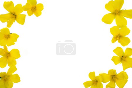 Foto de Flores de Damiana o Turnera diffusa sobre fondo blanco - Imagen libre de derechos