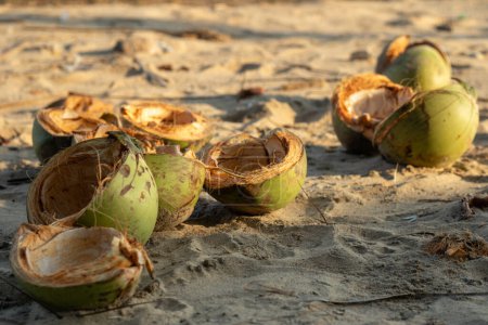 Téléchargez les photos : Jeunes déchets de noix de coco sur la plage. Une personne irresponsable vient de le laisser sur la plage. problèmes environnementaux - en image libre de droit
