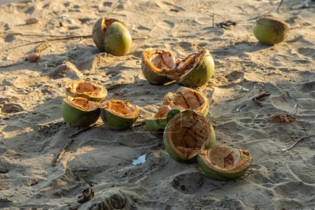 Téléchargez les photos : Jeunes déchets de noix de coco sur la plage. Une personne irresponsable vient de le laisser sur la plage. problèmes environnementaux - en image libre de droit
