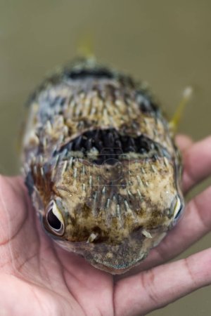 Photo for Saltwater fish - Puffer fish in hand - Royalty Free Image
