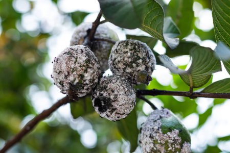 Mealybug attack on guava trees. Mealybug (Planococcus lilacinus) is a polyphagous pest that damages ornamental plants and fruit trees.