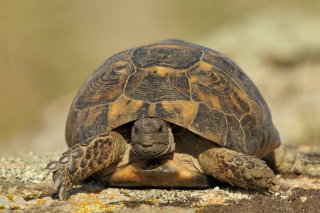 Photo for Spur thighed turtle (Testudo graeca ibera) in natural habitat - Royalty Free Image
