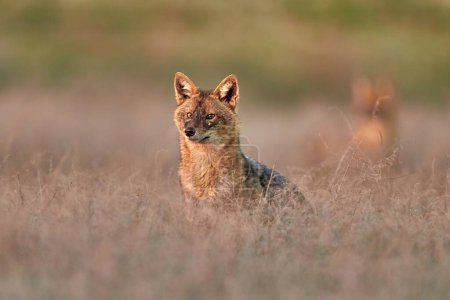Téléchargez les photos : Chacal doré, Canis aureus dans l'habitat naturel. - en image libre de droit