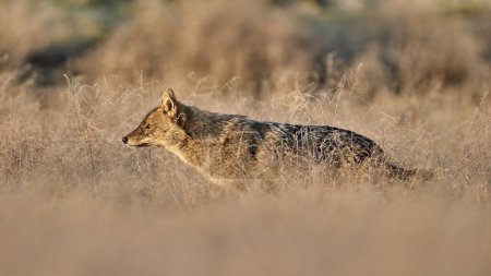 Téléchargez les photos : Chacal doré, Canis aureus dans l'habitat naturel. - en image libre de droit