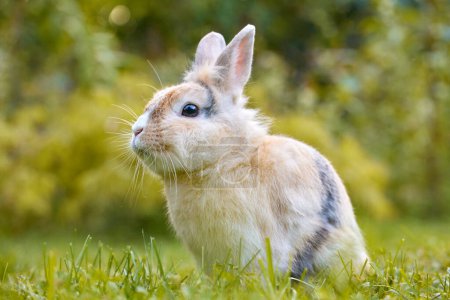 White brown baby bunny standing in the grass and looking at the camera, with nature blurred in the background. Easter animal new born bunny concept. Young brown rabbit in green field in spring.