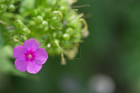 Photo for Pink flower on a background of green leaves - Royalty Free Image