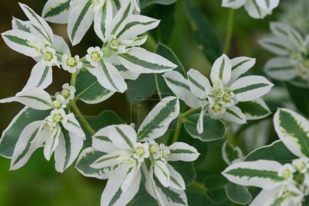 Téléchargez les photos : Belle plante verte et blanche - en image libre de droit
