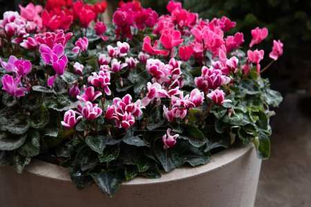 Variety of potted cyclamen persicum plants in pink, white, red colors at the greek garden shop in December. Horizontal.