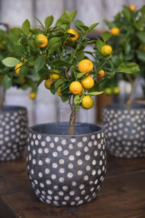 Foto de Calamondin o Citrus mitis planta con pequeñas frutas naranjas maduras macetas en la tienda de jardín griego a principios de primavera. Vertical. Enfoque selectivo. - Imagen libre de derechos