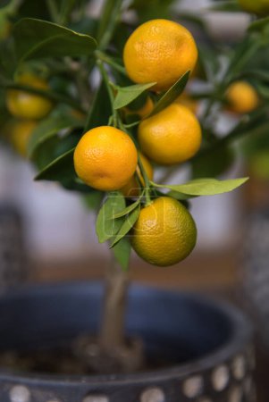 Foto de Calamondin o Citrus mitis planta con pequeñas frutas naranjas maduras macetas en la tienda de jardín griego a principios de primavera. Vertical. Enfoque selectivo. Primer plano. - Imagen libre de derechos