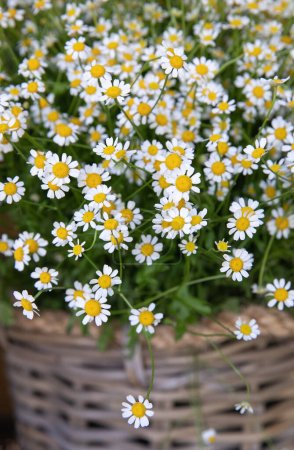 Fresh cut Matricaria chamomilla, German chamomile or chamomile flowers at greek flower garden shop in spring. Vertical. Close-up.