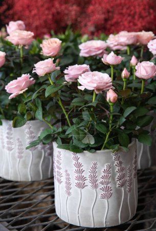 Téléchargez les photos : Belles roses roses en pot à la boutique de jardin de fleurs grecques au printemps. Verticale. Concentration sélective. Gros plan. - en image libre de droit