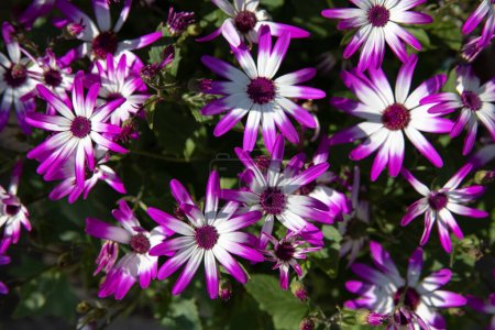 Photo for Floral background of Magenta bicolour Pericallis hybrida or cineraria, florists cineraria or common ragwort flowering plant from the genus Senecio in spring. Horizontal. Top view. Close-up. - Royalty Free Image