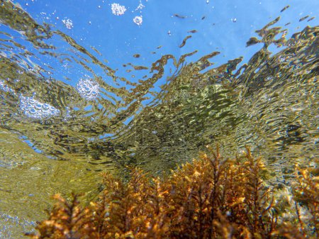 Téléchargez les photos : Photo du niveau de la mer sous l'eau. Algues colorées de la vie marine de la plage de Voutoumi, île d'ANTIPAXOS, Corfou Unité régionale, îles Ioniennes, Grèce. Horizontal. - en image libre de droit