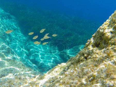 Téléchargez les photos : Photo du niveau de la mer sous l'eau. Vie marine de la plage de Voutoumi, île d'ANTIPAXOS, Corfou Unité régionale, îles Ioniennes, Grèce. Horizontal. - en image libre de droit