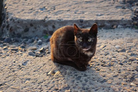 Foto de Un gato observando el atardecer en el Mediterráneo en Alejandría, Egipto - Imagen libre de derechos