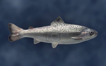 AquAdvantage saumon vue de côté flottant dans l'eau illustration couleur réaliste