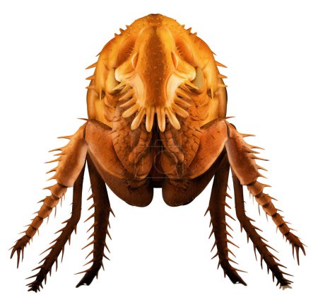 Ilustración 3D de una pulga detallada: SEM Electron Microscope Replica en color naranja y fondo blanco