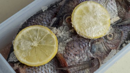 mujaer fish preserved using ice and lemon slices