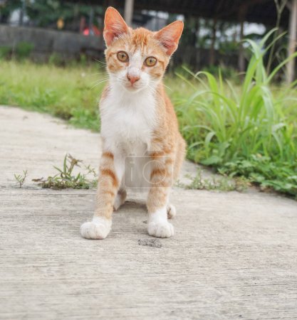 orange cat in the park
