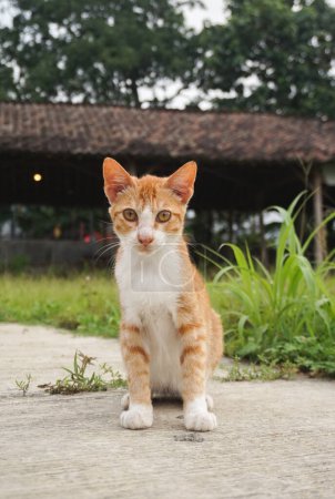orange cat in the park