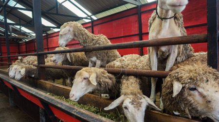 Sheep or Domba in the animal pen in preparation for sacrifice on Eid al-Adha
