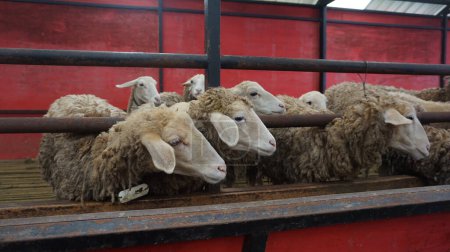Moutons ou Domba dans l'enclos pour animaux en préparation au sacrifice sur l'Aïd al-Adha