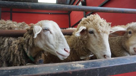 Moutons ou Domba dans l'enclos pour animaux en préparation au sacrifice sur l'Aïd al-Adha